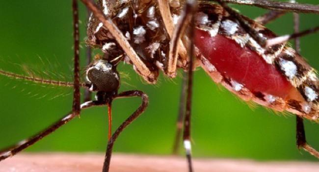 Regional committees for dengue control